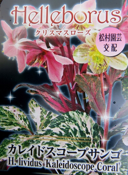 楽天市場】リビダス斑入り種 クリスマスローズ苗 カレイドスコープ