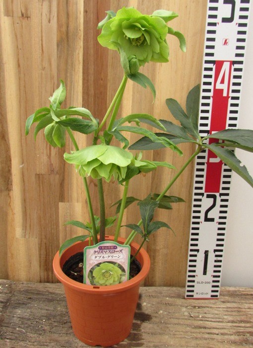 楽天市場】クリスマスローズ 開花見込み株 実生苗 ダブル咲き グリーン