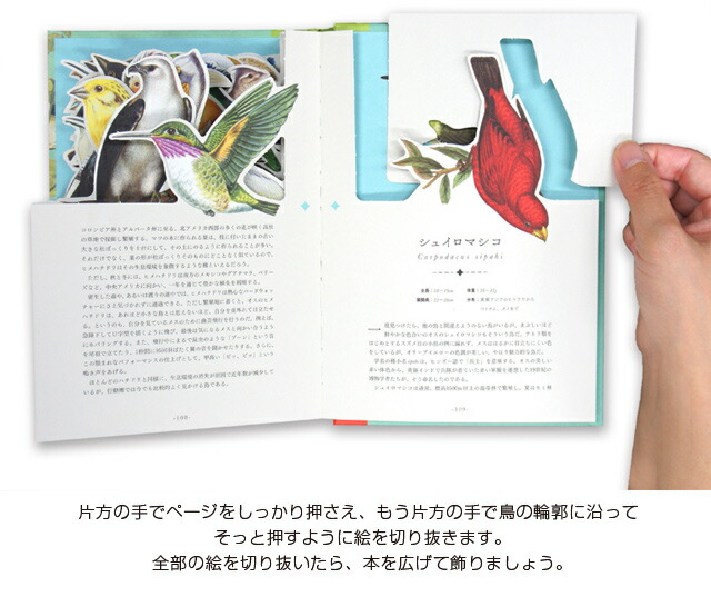 楽天市場】My Picture Book 世界の鳥（青幻舎 鳥 図鑑 本 プレゼント