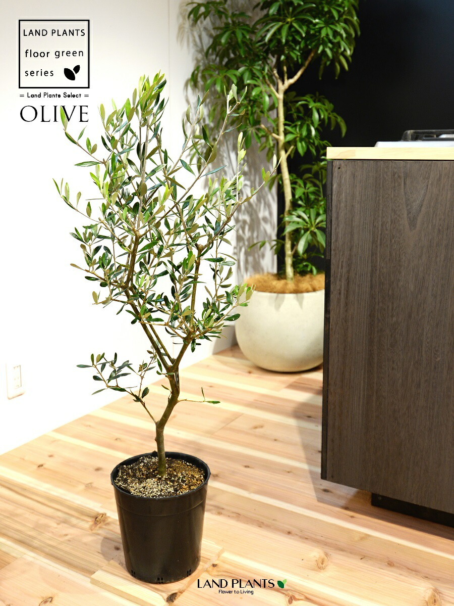 観葉植物 7号 オリーブ」の人気商品一覧 | 安い商品を通販サイトから