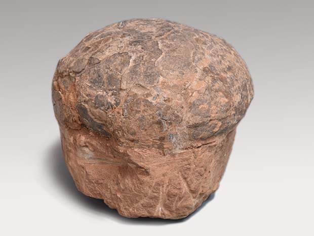 白亜紀 草食恐竜のハドロザウルスの卵 中国河南省、南洋渓谷にて発掘