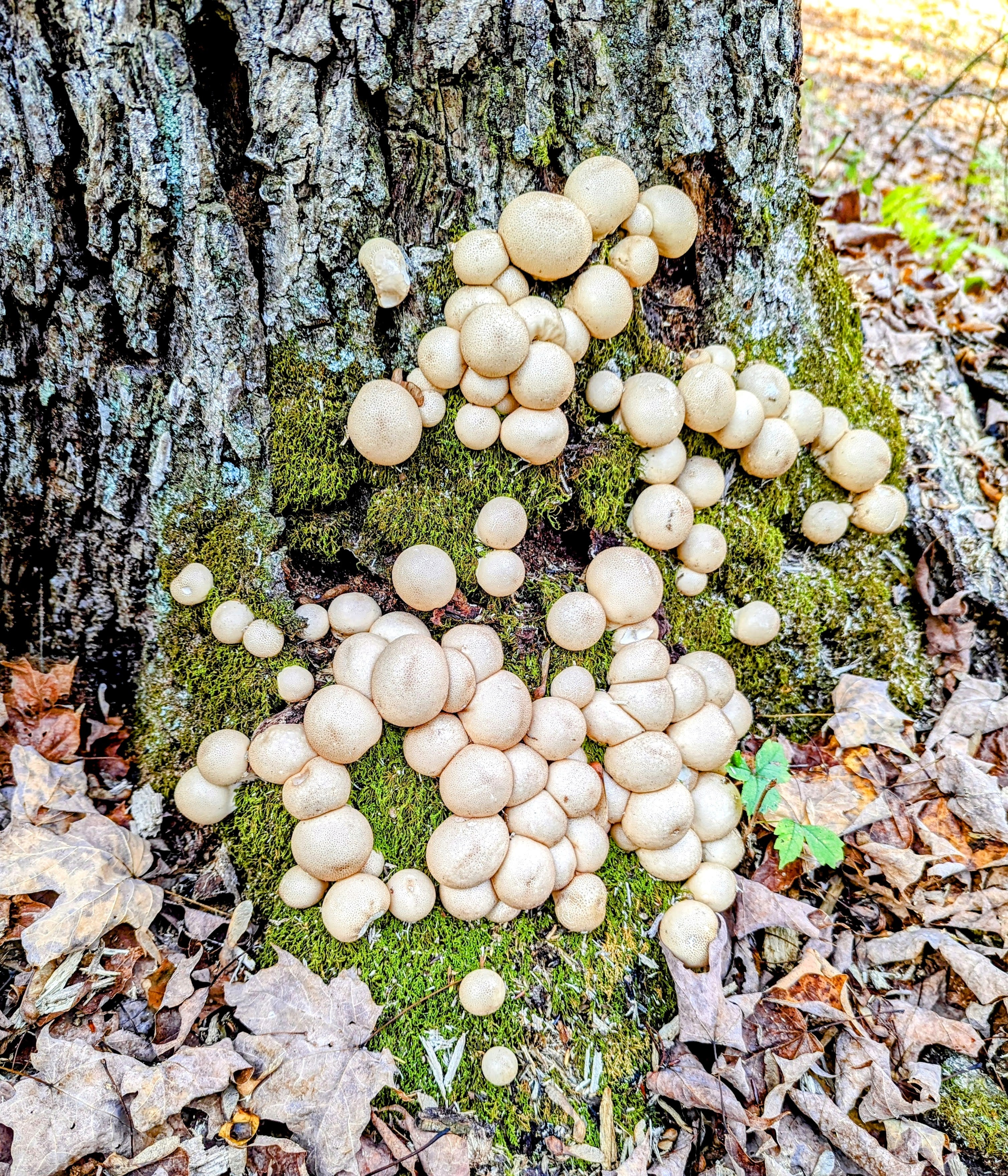 Stump Puffball Apioperdon pyriforme – Prime Fungi