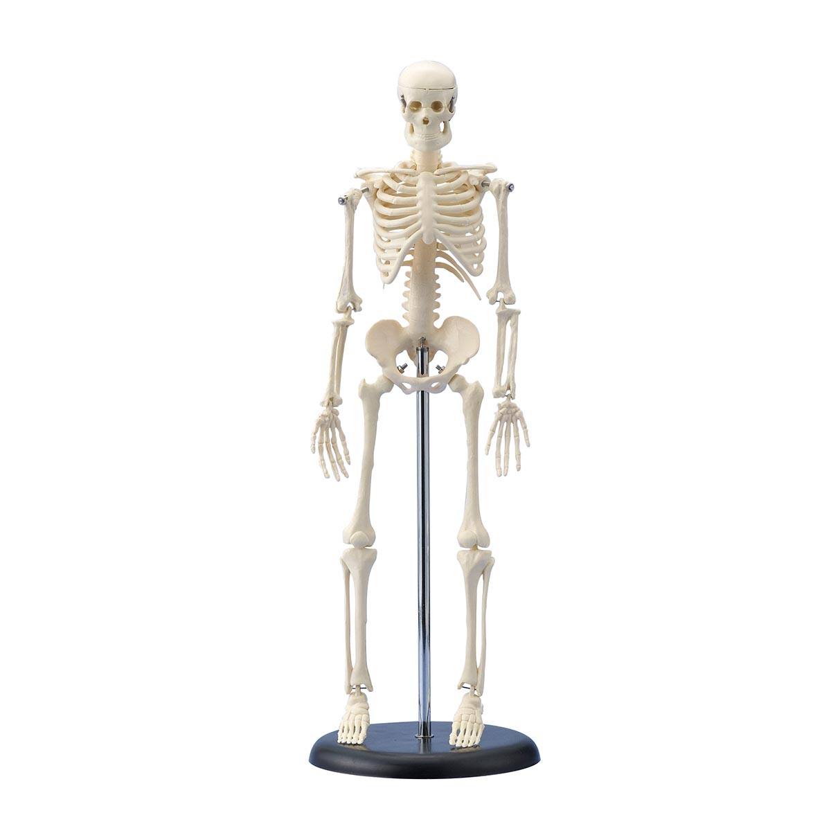 人体骨格模型 MT－40－6K【りかなび】ケニス株式会社