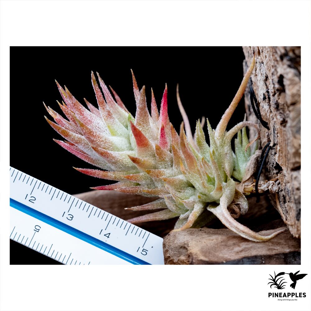 Tillandsia ionantha var. vanhyningii (Compact Form) | PINEAPPLES