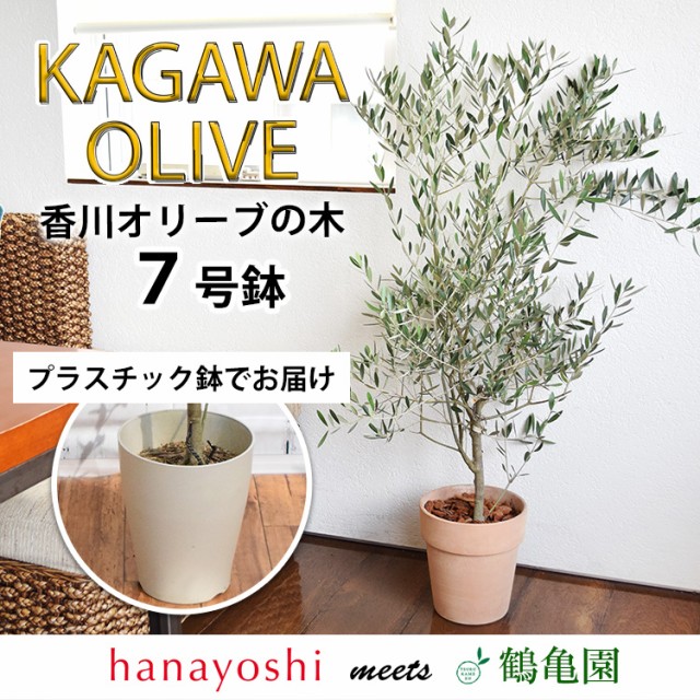 鶴亀園さんの香川オリーブの木 7号鉢 ＜ラッピングを施してお届け