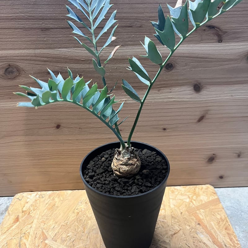 エンセファラルトス ホリダス | GREEN LUCK