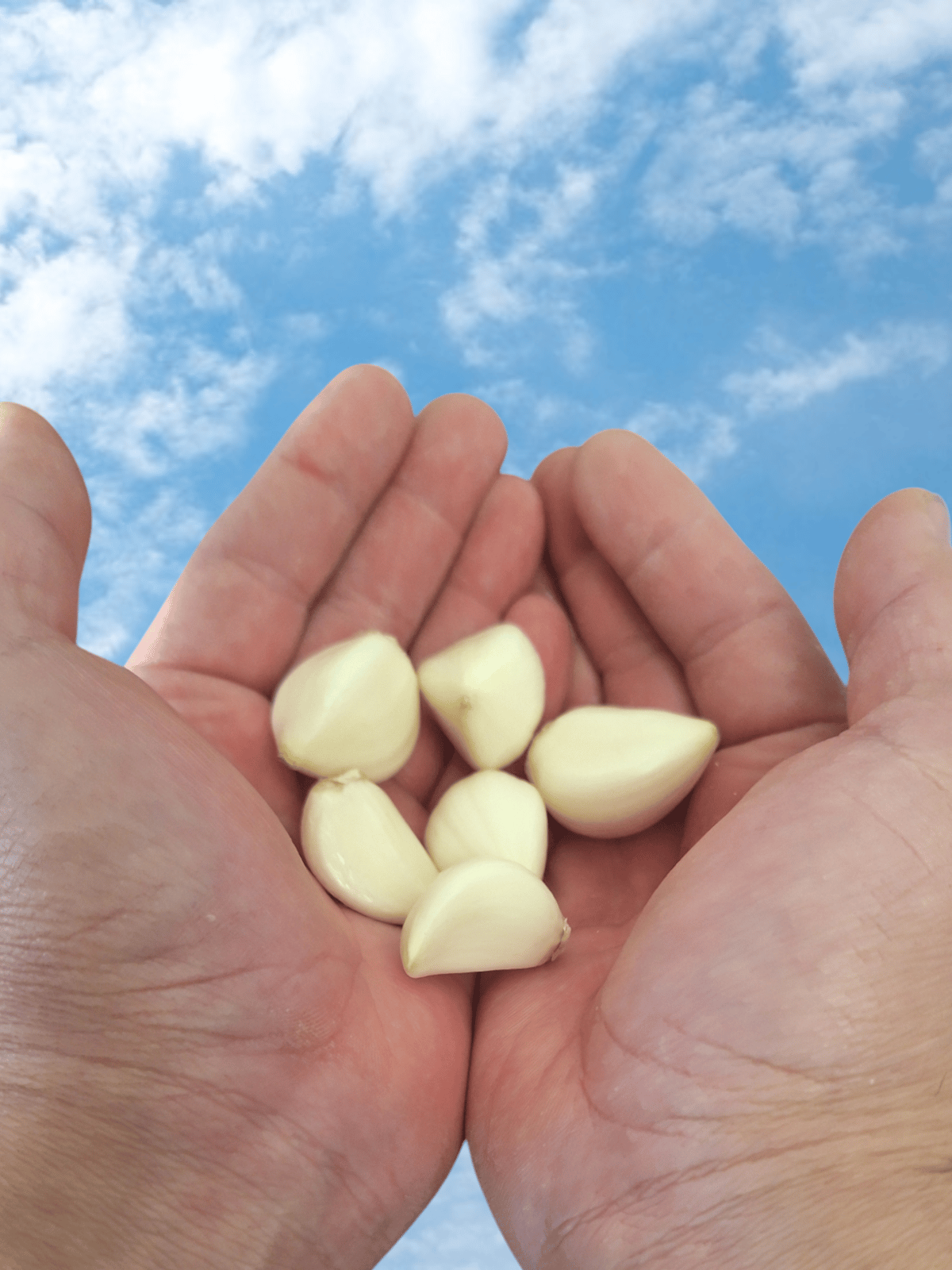 令和6年新物 !! 北海道しれとこ産 にんにく | 堀田農園