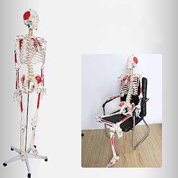 Amazon.co.jp: Ynaioang 人体模型-人体骨格模型 176cmの人骨格モデル 1