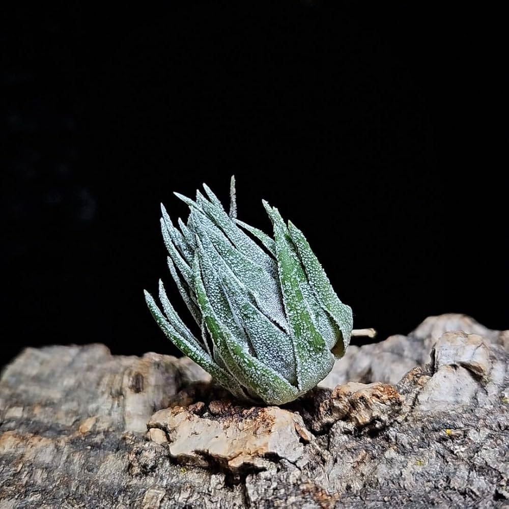 Amazon｜Tillandsia sprengeliana 'Coastal form' エアープランツ