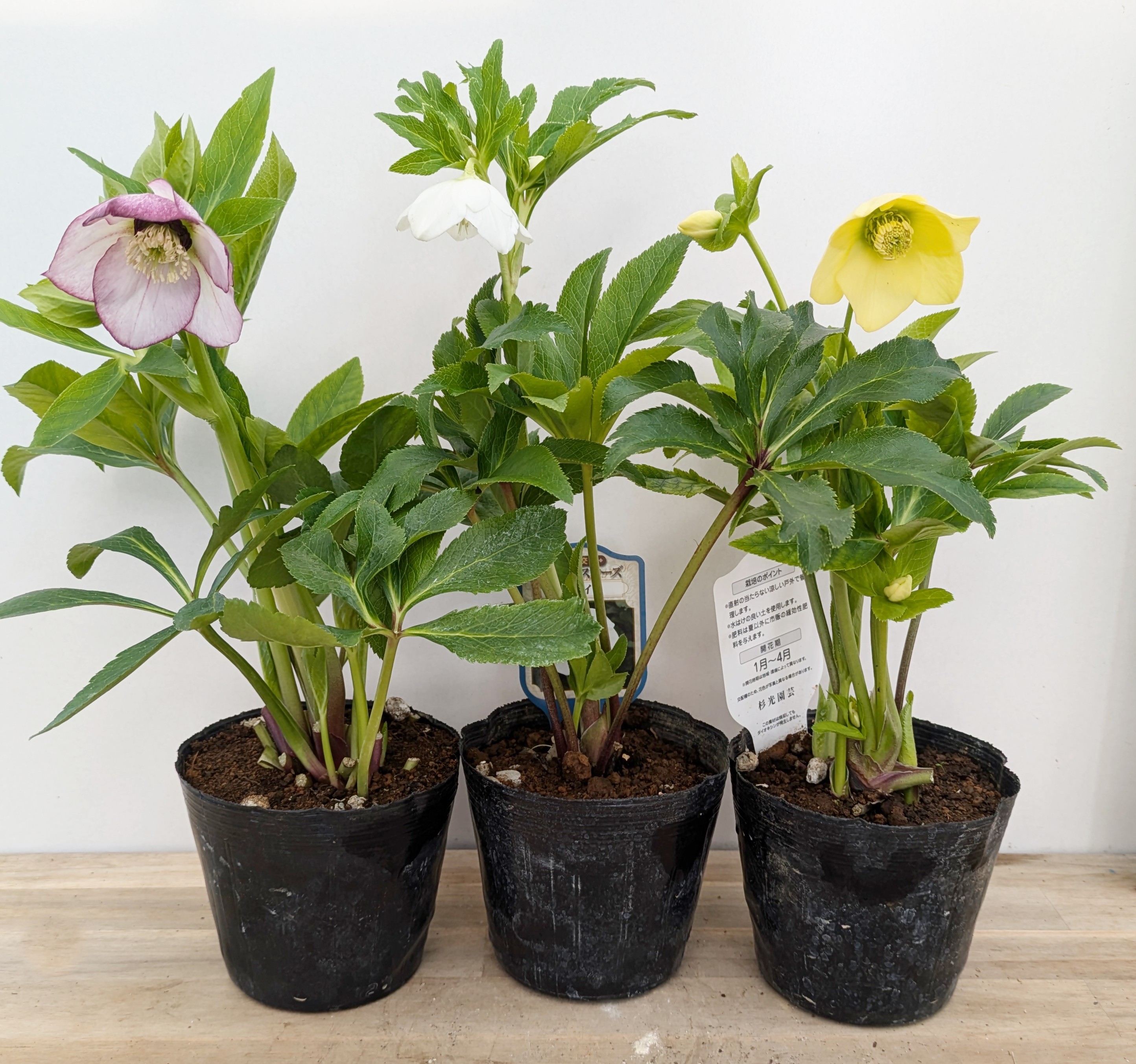 楽天市場】クリスマスローズ 開花見込み株 実生苗 ダブル咲き ピンク 5