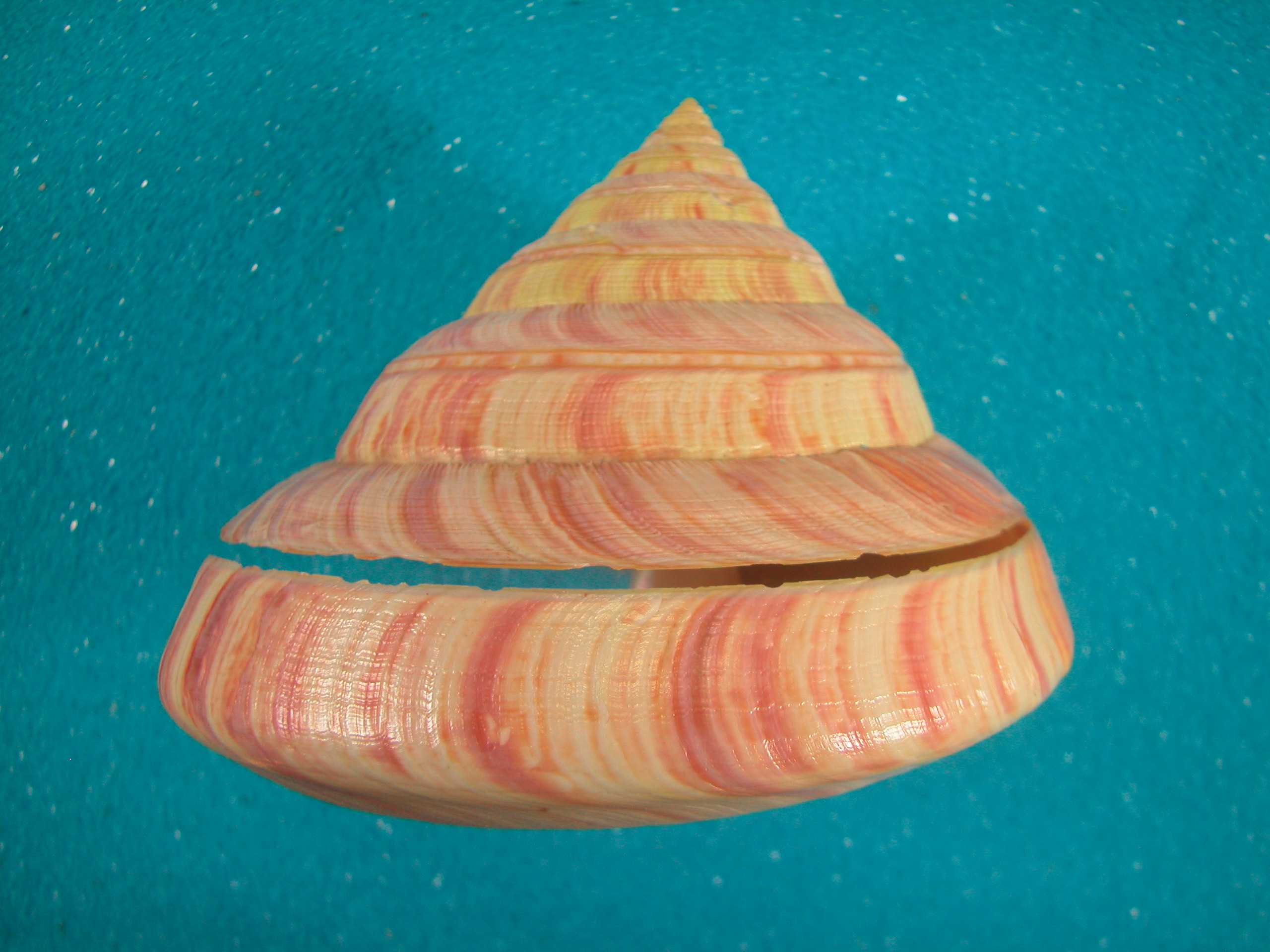 貝殻ストア - オキナエビスガイ科｜Yahoo!ショッピング