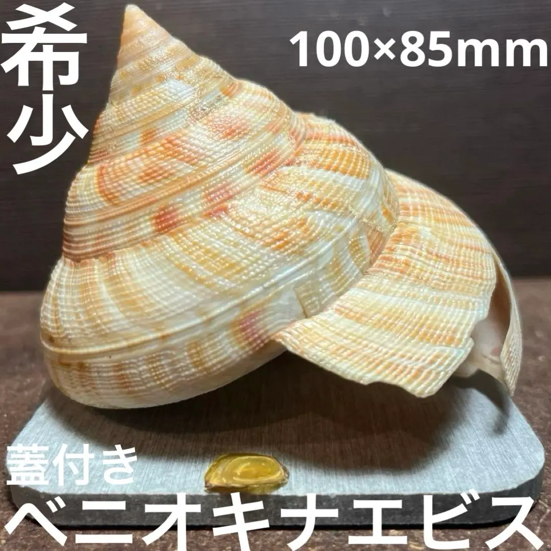 2026年最新】オキナエビスの人気アイテム - メルカリ