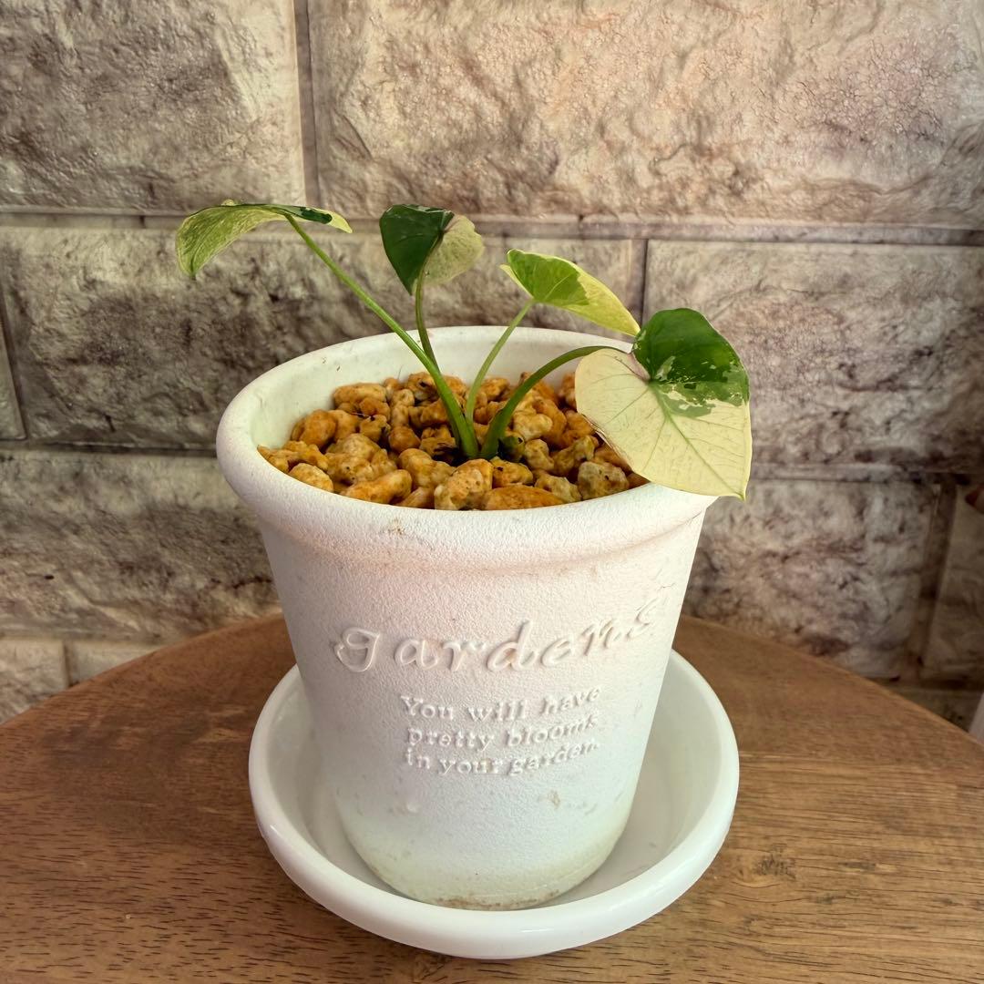 希少美斑コロカシア ファーストピンクcolocasia first pink