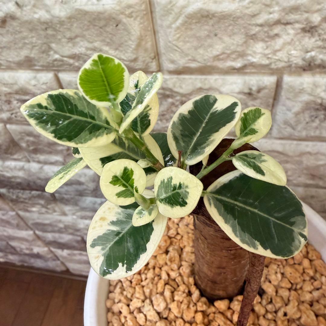 パンダガジュマル 斑入り 接木株 太幹 6号鉢 発根済・新芽あり パンダガジュマル 斑入り | GREEN LUCK