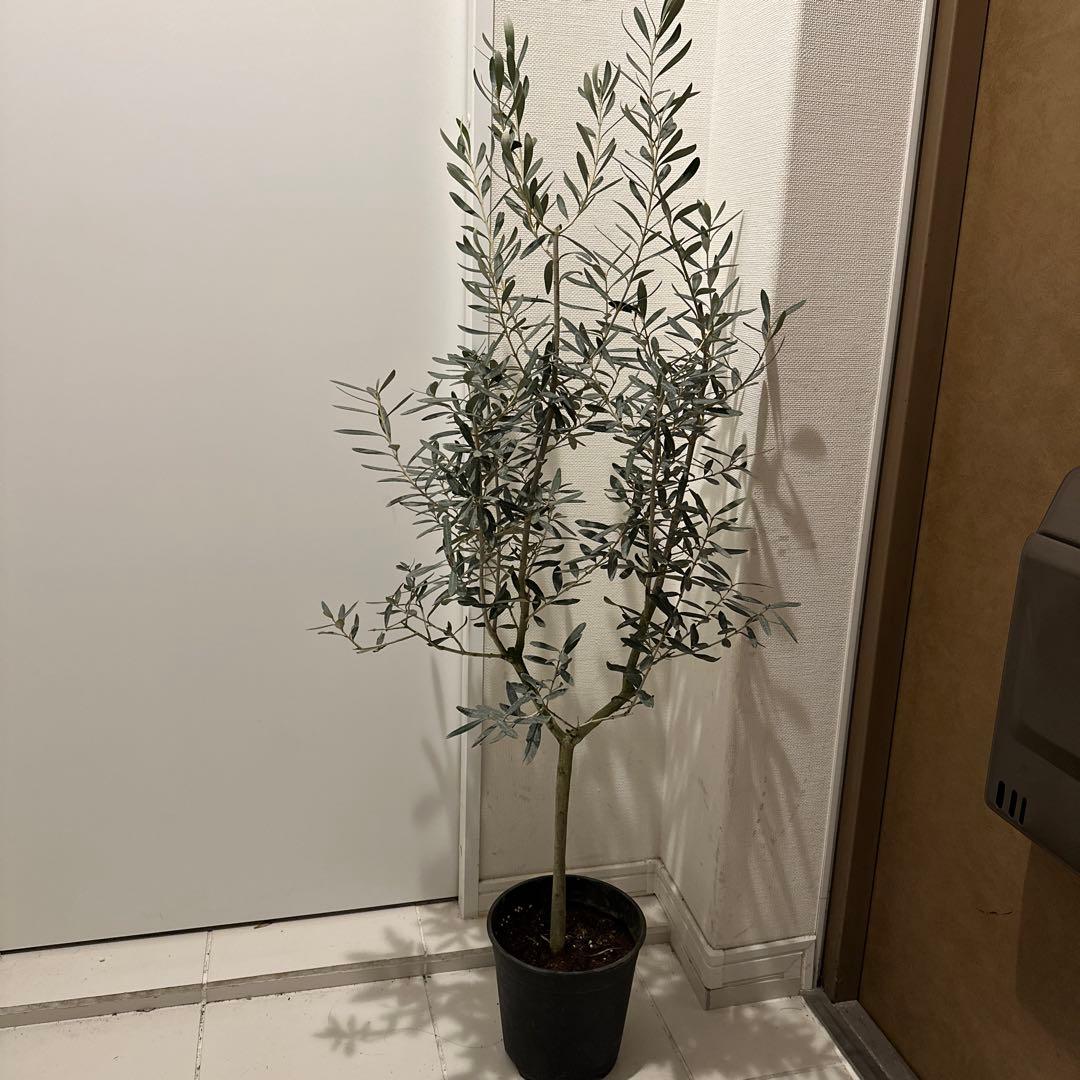 【オリーブ】特大 7号 高さ120cm 鉢ごと発送 送料込み 楽天市場】フェイクグリーン 大型 オリーブ 高さ120cm 鉢色選択 木製幹