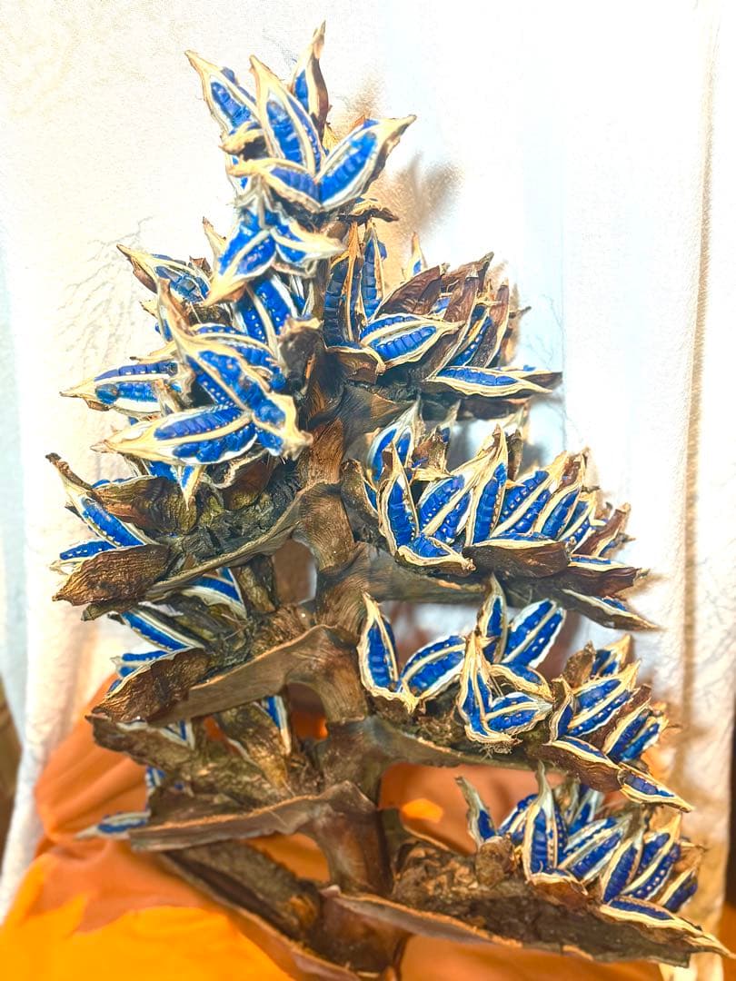 72 旅人の木 期間限定割引 今季宮古島産11房 75 旅人の木 11房 特別割引価格 今季物 逸品 宮古島産 沖縄県宮古島市