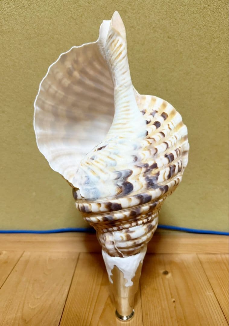 大型38㎝修験道法螺貝 山伏　密教　ほら貝　ホラガイ