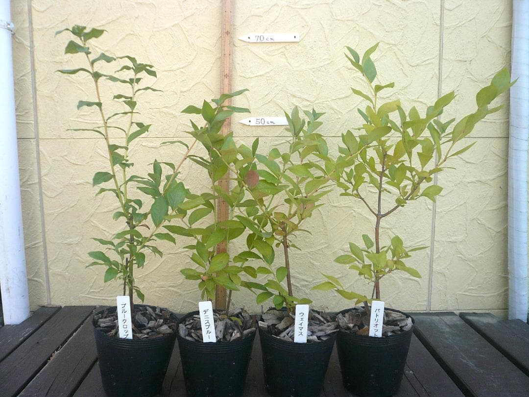 ブルーベリーの苗木【ぼんさんオーダー品】　５号ポット　７品種　７本セット