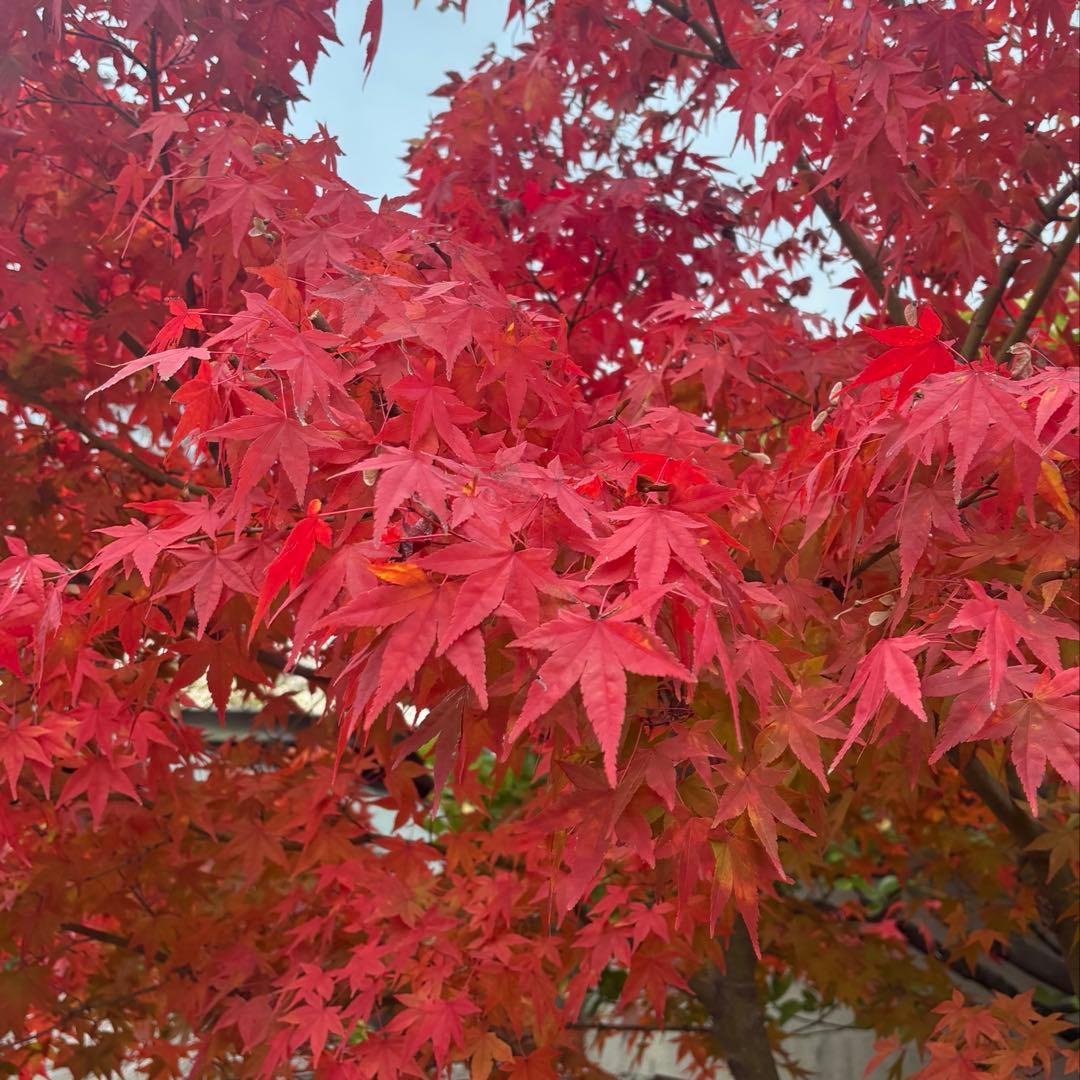 【きぬ】スノーボードウェア 上下セット XL/プレゼント付き