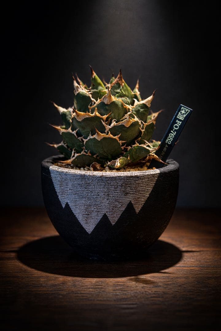 FO-076【発根済】【希少株】【大株】アガベ