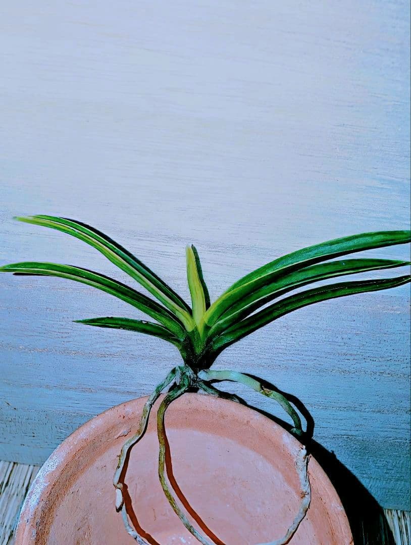 富貴蘭　亀谷金牡丹縞