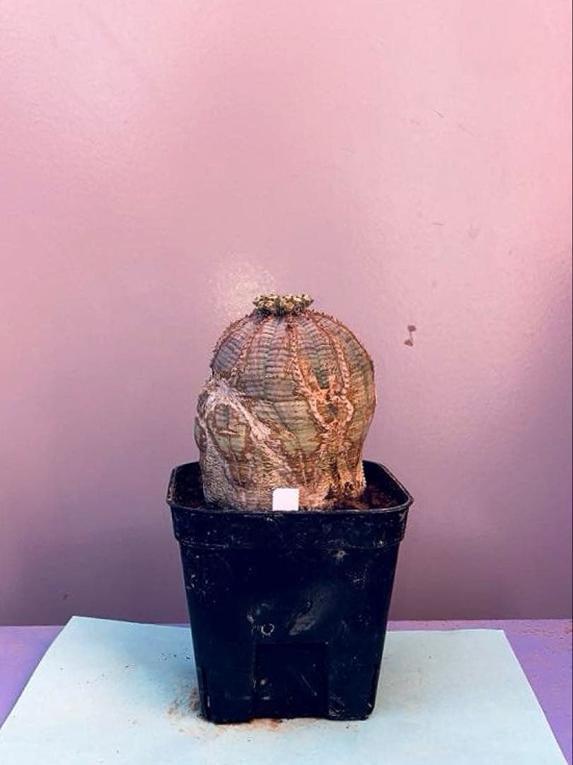 《3号W》ユーフォルビア　オールド　オベサ　雄株