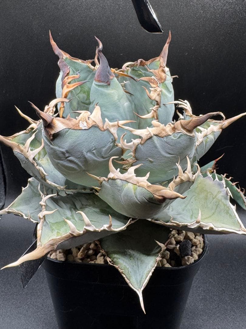 u*2様 アガベ 実生チタノタブルー 子株