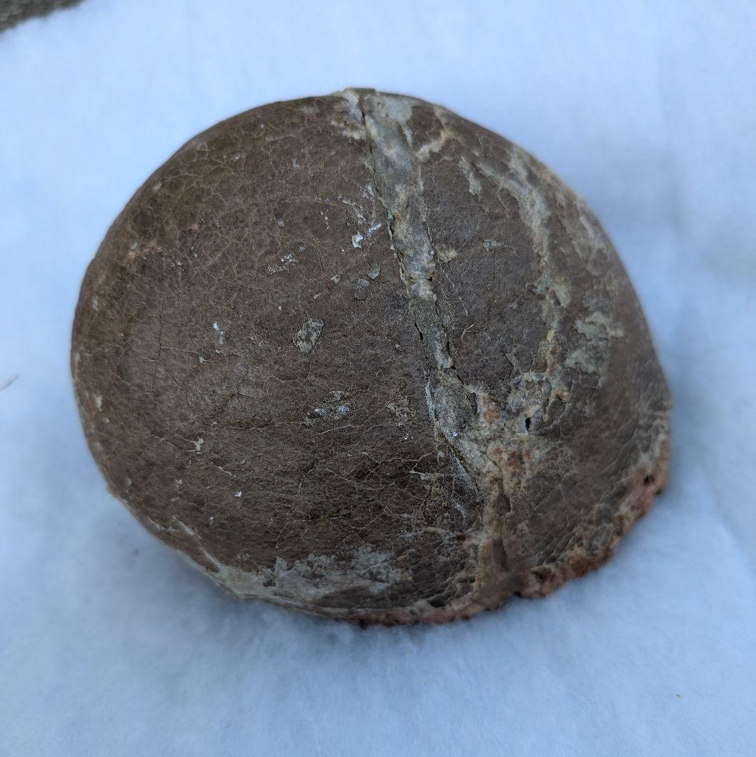 本物保証　恐竜ハドロサウルスの卵化石　絶品美肌の美品卵　極上カバー率　補修あり 販売予定のハドロサウルスの卵🥚の化石です。白亜紀後期の恐竜でウロコ