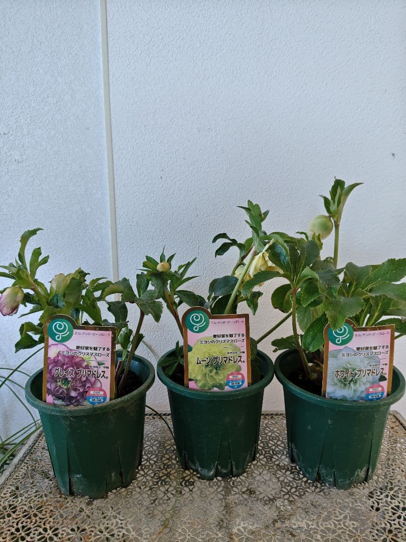 クリスマスローズ　プリマドレスセット