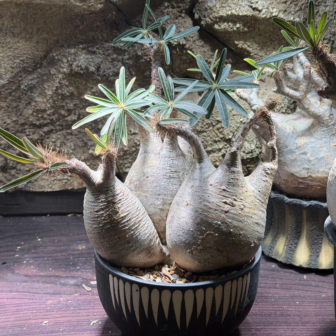 gixxer　【鉢ごと発送】3頭　パキポディウム・グラキリス発根済み