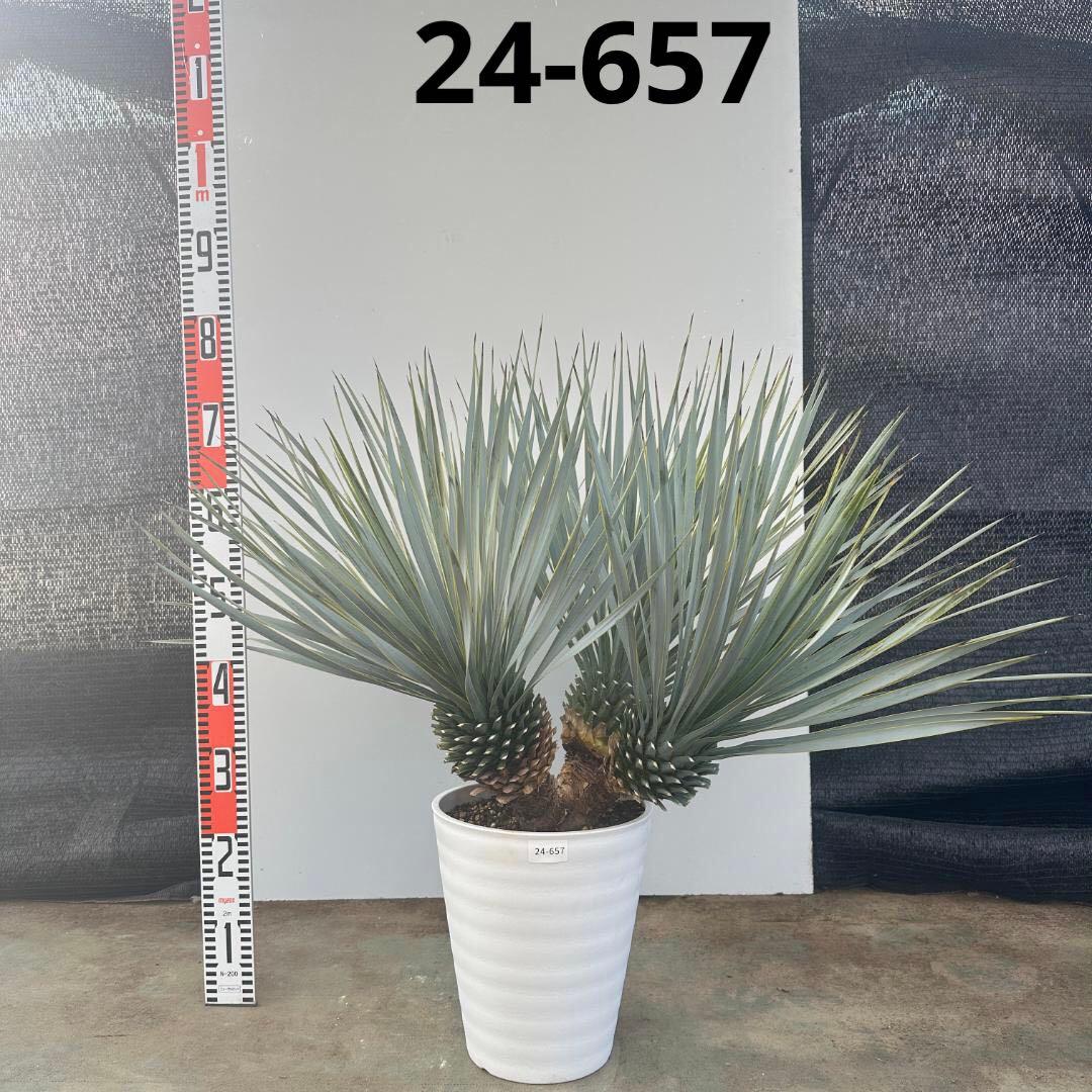 ユッカ　ロストラータ【24-657】4頭株　シルバーブルー