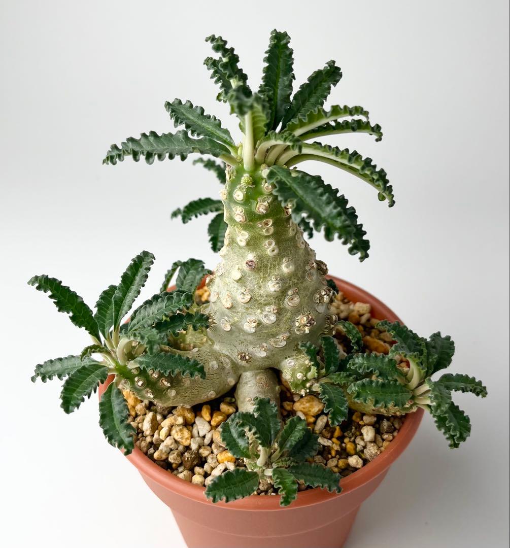 【レア/塊根植物】ドルステニア ラブラニー オス株（大株）鉢植え ②