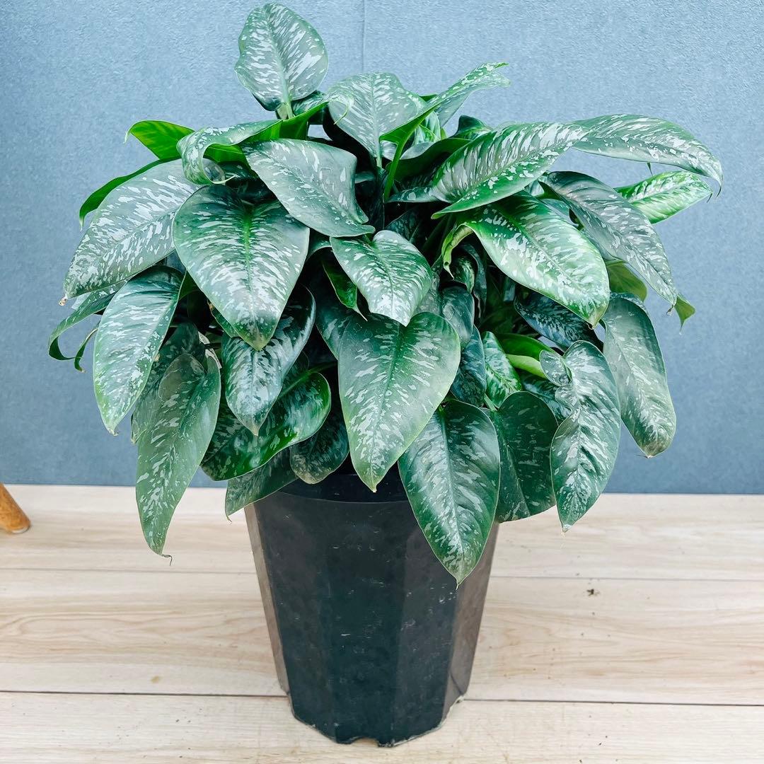 ［現品］7番　スキスマトグロッティス　スコルテクニー　8号　観葉植物　レア 現品］7番 スキスマトグロッティス スコルテクニー 8号 観葉植物 レア