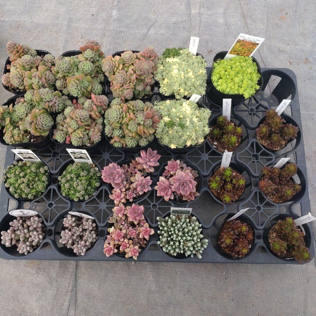 ✿sara✿さん専用